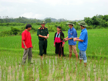 Không chỉ vậy, ở xã Quảng Sơn, từ nhiều năm trở lại đây, bà con các bản Lý Quán, Tài Chi, Mảy Nháu cũng được học thực tế các kỹ thuật chăm sóc keo và trồng lúa năng suất cao, chịu hạn tốt.