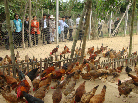 Kỹ thuật chăn nuôi gà Lông Màu DABACO