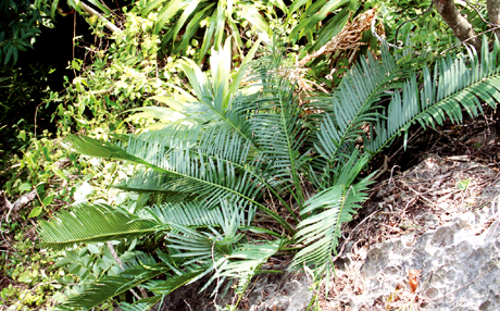 Thiên tuế Hạ Long - một trong các loài thực vật đặc hữu của Vịnh Hạ Long.