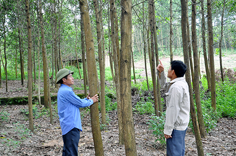Ông Vũ Minh Thường (bên trái) đánh giá vườn keo của gia đình.