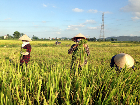 Vụ mùa này, cánh đồng mẫu lớn thôn Đông Lâm, xã Bình Dương cho năng suất cao hơn hẳn so với năm trước và các cánh đồng lân cận.