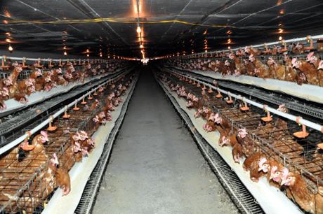 Dưới hình thức cơ sở chăn nuôi gia cầm đẻ trứng, nhiều cơ sở chăn nuôi gia cầm đã nhập lậu trứng gia cầm để ấp nở, kinh doanh gia cầm nhập lậu. (Ảnh mang tính minh hoạ).