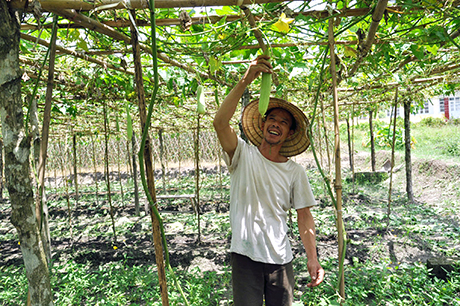 Mô hình trồng rau màu cho hiệu quả kinh tế cao của gia đình anh Đỗ Minh Vương, thôn 7, xã Hạ Long (Vân Đồn).