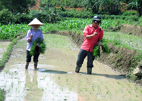 Nông dân xã Tình Húc cấy bằng phương pháp mới.