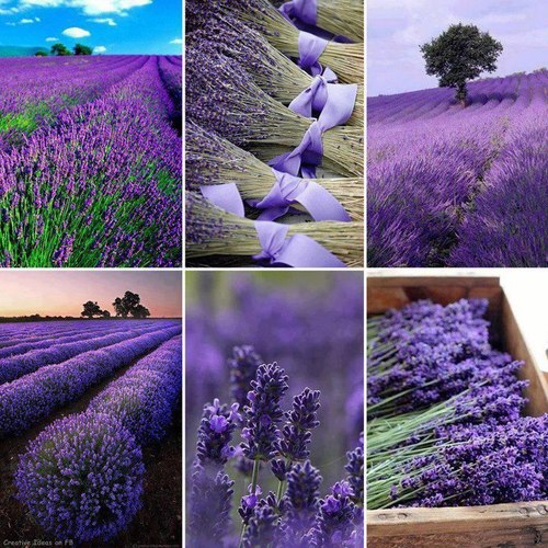 Loài hoa Lavender có ý nghĩa gì  Thông tin về hoa Lavenderhoatuoi