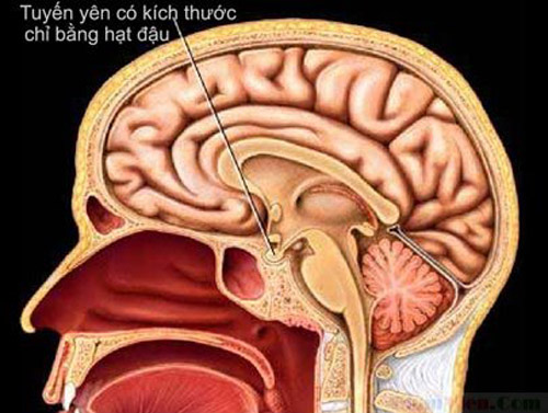 Tuyến yên có kích thước chỉ bằng hạt đậu.