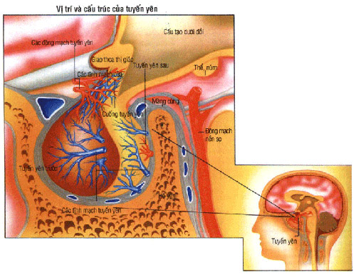 Vai trò của tuyến yên.