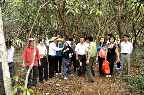 Đến đảo Minh Châu, du khách có thể thư thái đi dạo trong rừng trâm hàng trăm năm tuổi.