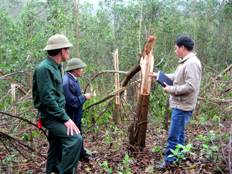 Thiếu đất sản xuất là một trong những nguyên nhân dẫn đến tình trạng một số người dân chặt phá rừng. Trong ảnh: Rừng ở phường Vàng Danh, TP Uông Bí bị chặt phá. (Ảnh chụp ngày 16-3-2011).