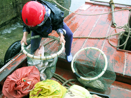 Các thương lái đến thu mua hải sản trực tiếp từ các tàu lặn tại cảng Thanh Lân.