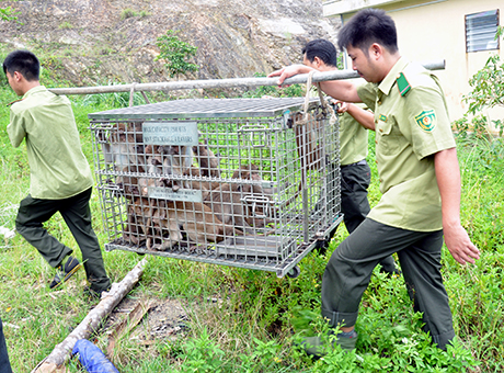 Vận chuyển khỉ lên đảo Ba Mùn.