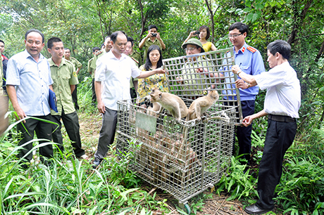 Thả khỉ về rừng.