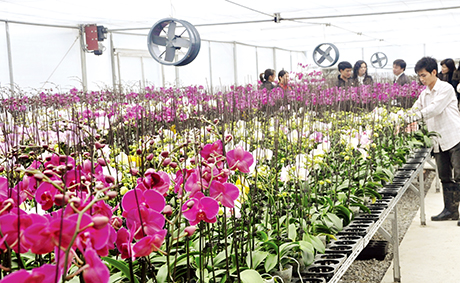 Trồng hoa lan tại xã Sơn Dương, nằm trong dự án ứng dụng công nghệ cao vào sản xuất hoa lan của Công ty Dung Huy (Hoành Bồ). Ảnh: Phan Hằng
