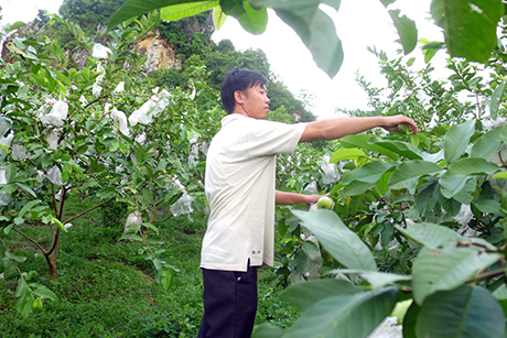 Mô hình trồng ổi Đài Loan cho thu nhập cao của gia đình anh Đinh Văn Lượng ở xã Dân Chủ (Hoành Bồ).