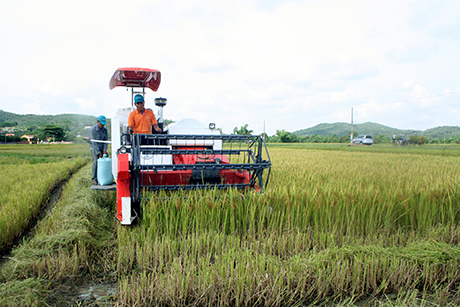 Gặt lúa bằng máy gặt liên hợp tại xã Hưng Đạo (huyện Đông Triều).