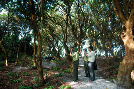Rừng trâm tạo ra nét riêng cho du lịch và là biểu tượng đoàn kết giữ rừng của người dân Minh Châu.