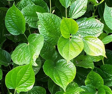 Ảnh minh họa.