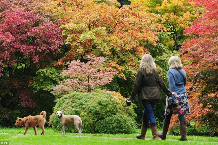 Những sắc màu của mùa thu đã bắt đầu hiển hiện tại Công viên Quốc gia Westonbirt National Arboretum gần Tetbury, Gloucestershir, Anh. 