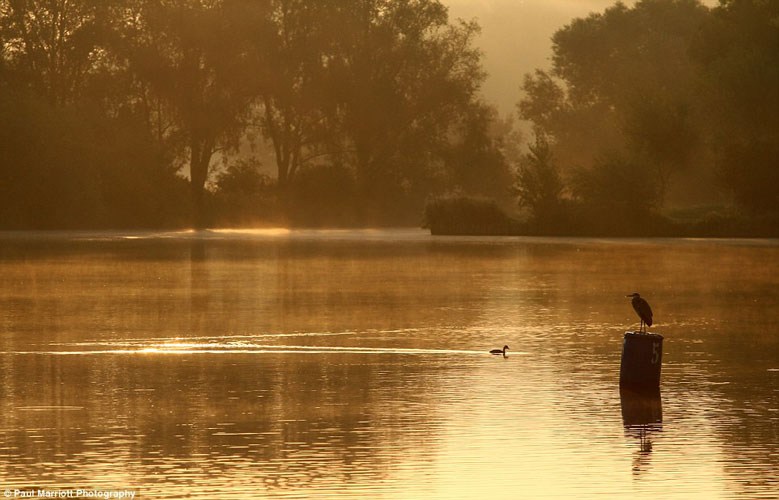 Chú diệc đậu trên mặt hồ phẳng lặng, tận hưởng những tia nắng đầu tiên của buổi sáng sớm mùa thu nước Anh ở hồ Gunwade ở công viên Nene, Peterborough, Cambridgeshire. 