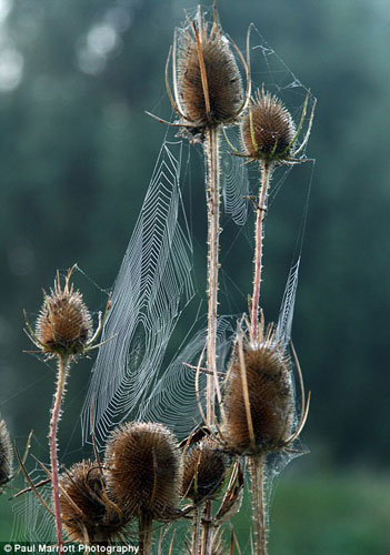 Bức ảnh mạng nhện vương trên đám cỏ khô gần bờ sông Nene gần Peterborough, Cambridgeshire. 