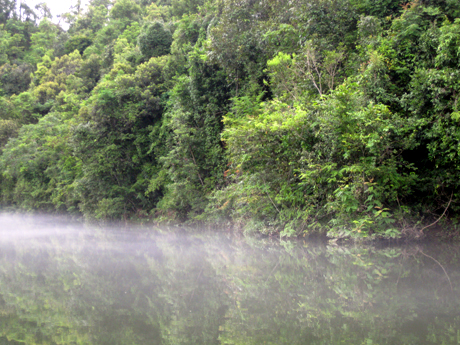 Một góc khu bảo tồn thiên nhiên Đồng Sơn - Kỳ Thượng (Hoành Bồ).