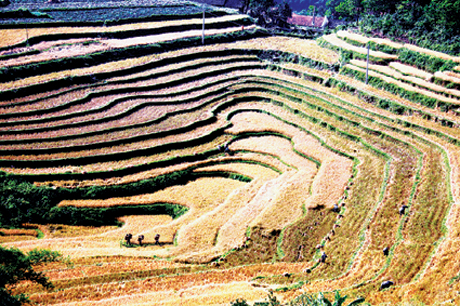 hoặc đến thăm những cung ruộng bậc thang tại xã Đại Thành, Đại Dực độc đáo không kém gì phong cảnh Sa Pa (ảnh 5).
