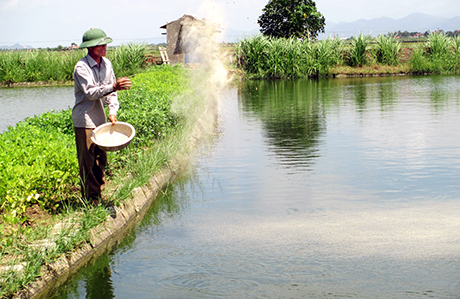 Ông Vũ Văn Kính, hội viên Chi hội nông dân thôn 2, xã Sông Khoai, TX Quảng Yên phát triển mô hình nuôi trồng thuỷ sản cho hiệu quả kinh tế cao.