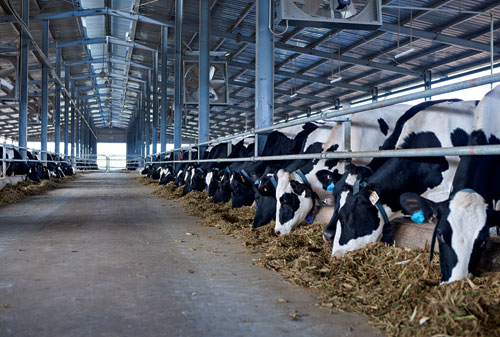 Đến năm 2020, dự kiến tổng đàn bò sữa đạt 400.000 con - Ảnh: Quang Thuần