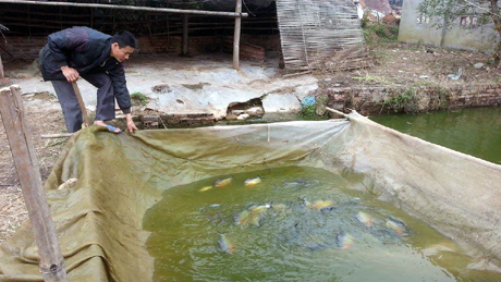Mô hình nuôi cá rô phi của gia đình anh Lê Văn Long, thôn Làng Đài, xã Đông Hải, thu nhập 100 triệu đồng/năm.