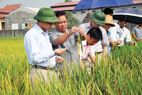Ông Nguyễn Ngọc Tiến, Tổng Giám đốc Công ty CP Giống cây trồng Quảng Ninh giới thiệu với lãnh đạo tỉnh về một số giống lúa nếp của đơn vị.