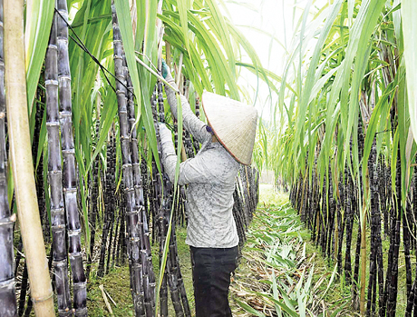 Người dân xã Sơn Dương (Hoành Bồ) chuẩn bị thu hoạch mía tím.