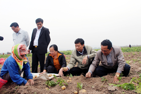 Chủ tịch UBND tỉnh Nguyễn Văn Đọc thăm mô hình trồng khoai tây Atlantic ở thôn Bắc Mã ,xã Bình Dương, Đông Triều, ngày 8-2-2014. Ảnh: Lan Hương