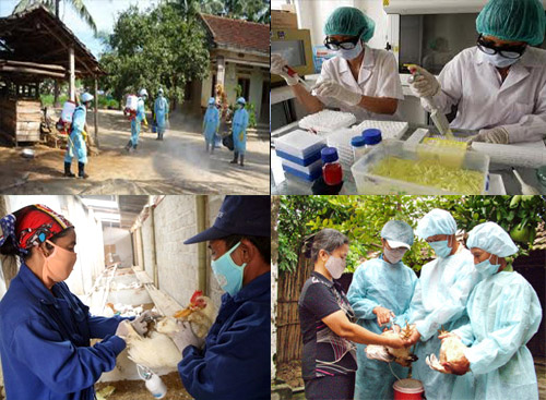 Triển khai các chương trình giám sát chủ động về cúm gia cầm