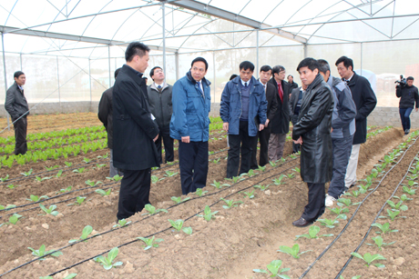 Mô hình trồng rau an toàn tại xã Quảng La