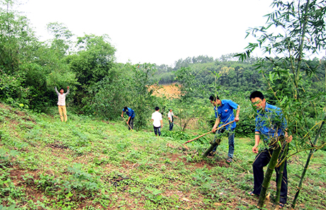 ĐVTN cùng nhân dân xã Hải Sơn (TP Móng Cái) trồng tre bảo vệ biên giới.