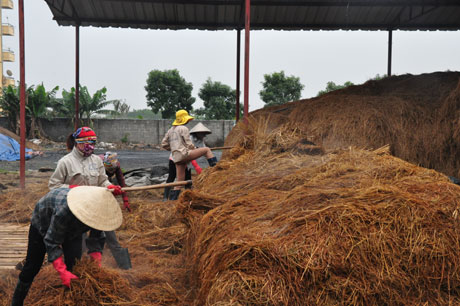 Để sản xuất nấm, người ta chuẩn bị nguyên liệu là những sản phẩm phụ từ nông nghiệp như: bông phế, bã mía, mùn cưa, cám gạo, rơm...