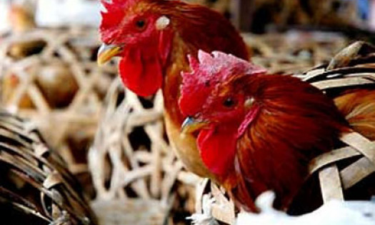 Chủ động phòng chống dịch cúm gia cầm