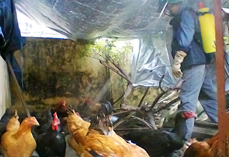 Phòng chống dịch bệnh trên đàn gia súc, gia cầm ở Uông Bí: Tích cực thực hiện các giải pháp