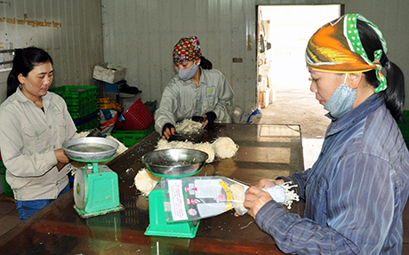Sau khi thu hoạch, nấm kim châm được đóng gói hút chân không.