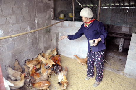 Từ mô hình chăn nuôi gà, gia đình bà Lại Thị Thìn (thôn 2, xã Quảng La, huyện Hoành Bồ) đã thoát nghèo.