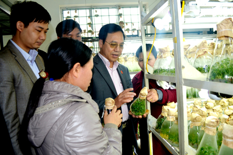 Đồng chí Đặng Huy Hậu, Phó Chủ tịch UBND tỉnh thăm phòng ươm giống cây ba kích tại Trung tâm Khoa học và Sản xuất nông lâm nghiệp Quảng Ninh.