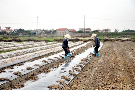 Làm đất chuẩn bị cho trồng rau an toàn tại vùng sản xuất tập trung của HTX Dịch vụ nông nghiệp chất lượng cao Hoa Phong.
