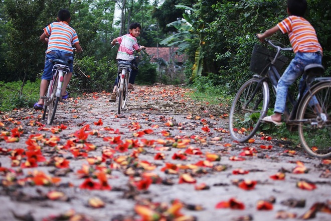Với lũ trẻ thời nào cũng vậy, mùa hoa gạo luôn để lại nhiều kỷ niệm.