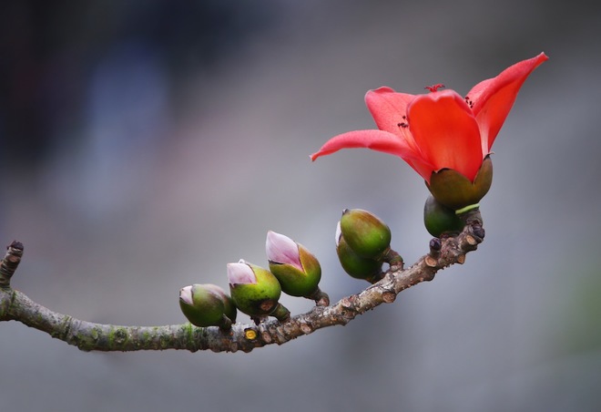 Nhiều nhà thơ đã ví hoa gạo như hòn than đỏ rực, như ngọn lửa trên trời...