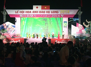 Khai mạc Lễ hội Hoa anh đào Hạ Long 2014