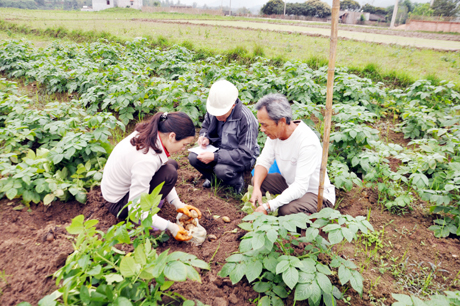 Cán bộ Phòng NN&PTNT huyện Bình Liêu đánh giá chất lượng giống khoai tây Atlantic.