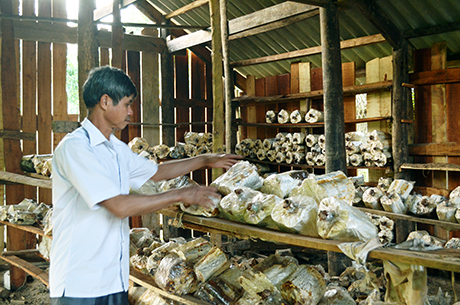 Mô hình trồng nấm linh chi bước đầu đã mang lại hiệu quả kinh tế khá cao cho một số hộ dân xã Lương Mông.