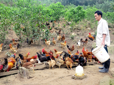 Trang trại trồng trọt và chăn nuôi của gia đình ông Phan Lương Khuyên, thôn Lưỡng Kỳ, xã Thống Nhất (Hoành Bồ) cho thu nhập hàng trăm triệu đồng mỗi năm.