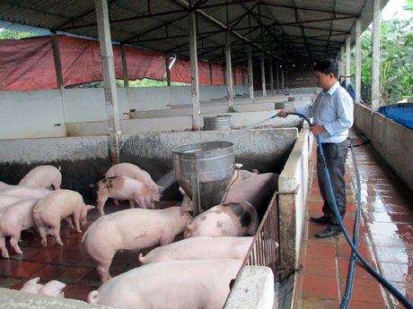 Anh Nguyễn Văn Phúc chăm sóc đàn lợn của gia đình.