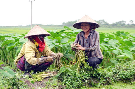 Chị Nguyễn Thị Bé (bên phải) thôn Hạ, xã Đồng Rui) thu hoạch khoai bồng nước.